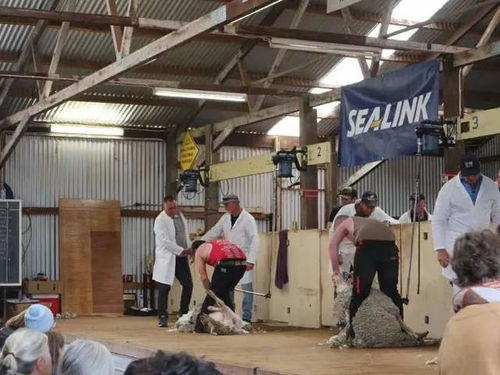 95后打工游遍澳洲 每日工廠11小時(shí)，換來(lái)看更遠(yuǎn)的世界